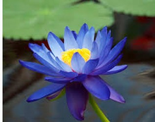 Hội thiền Cần Thơ